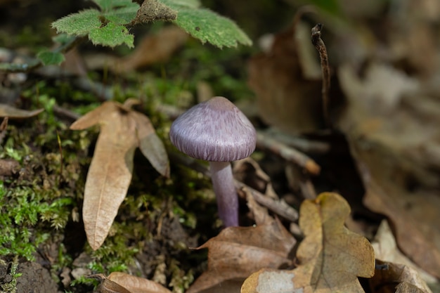 Vicino al bellissimo fungo viola cortinarius velenoso Fungo velenoso nella foresta