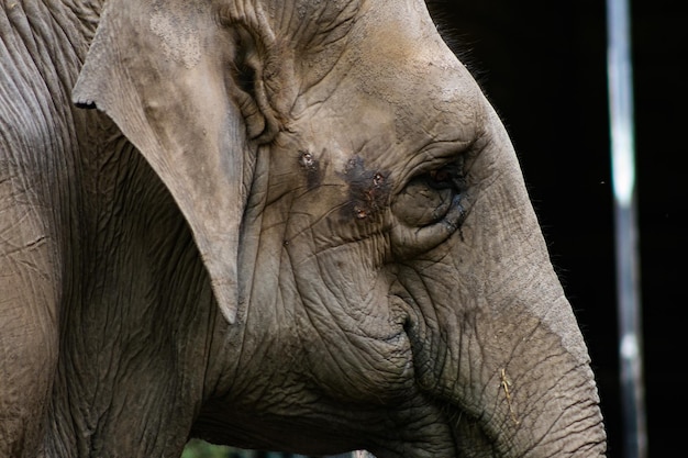 Vicino all'elefante di La Plata