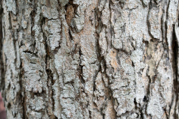 Vicino alla corteccia dell'albero