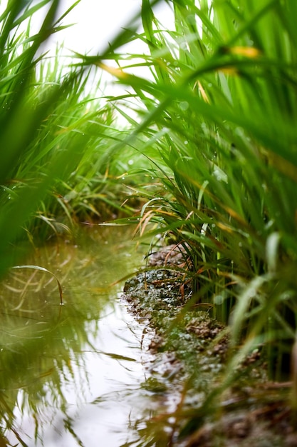 Vicino alla pianta di riso e all'irrigazione del campo di riso