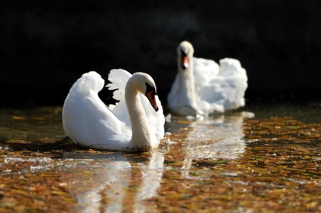 Vicino bellissimo cigno che nuota nel lago