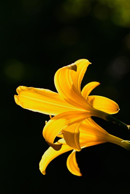 Vicino di fiore giallo