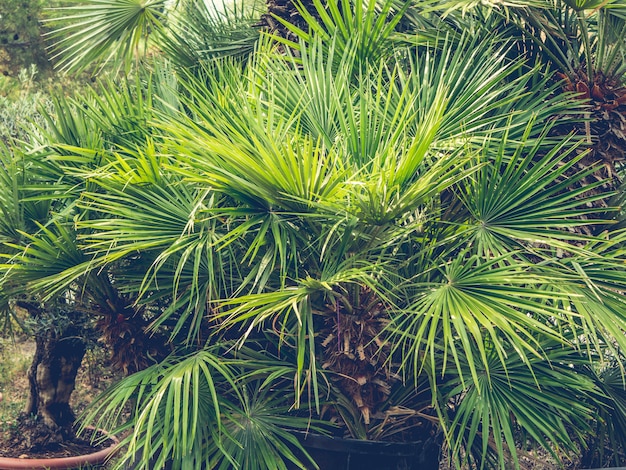 vicino foglie di palma tonica estate esotici.