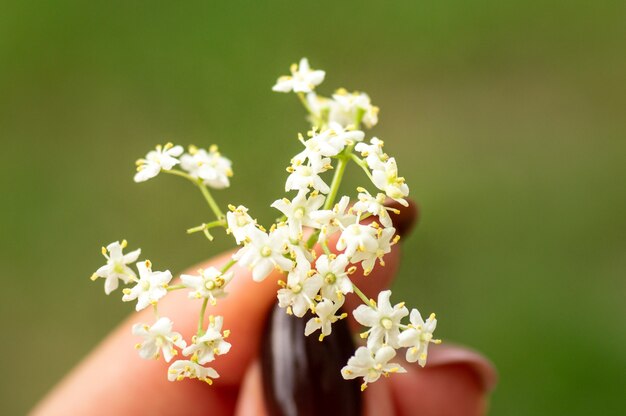 vicino la mano che tiene i fiori di sambuco