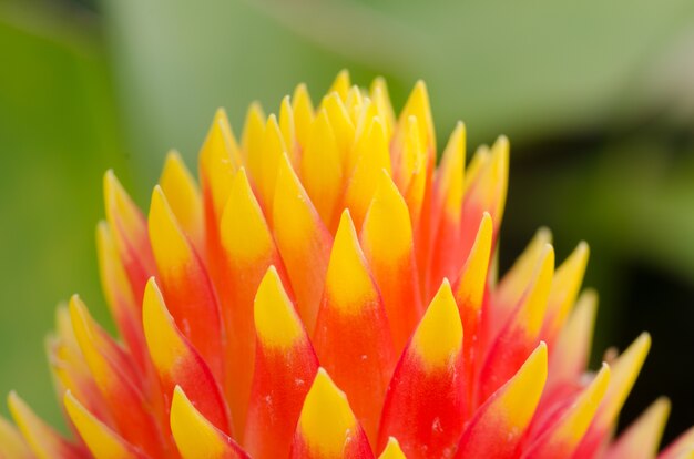 vicino macro fiore bella Bromelia