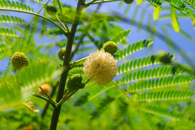 vicino ramo di fiori di mimosa