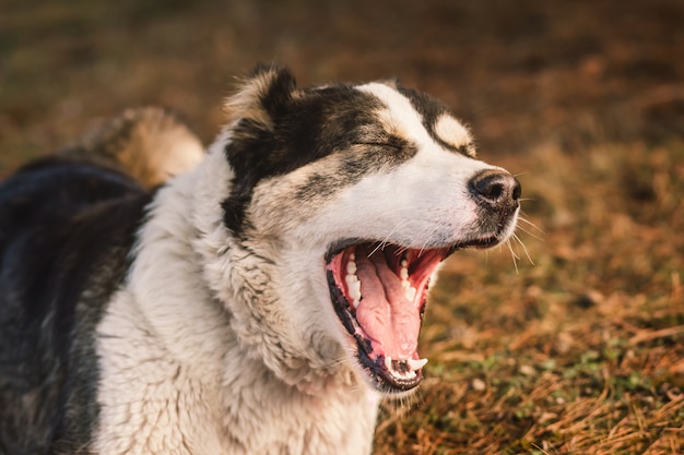 vicino ritratto di cane all'aperto