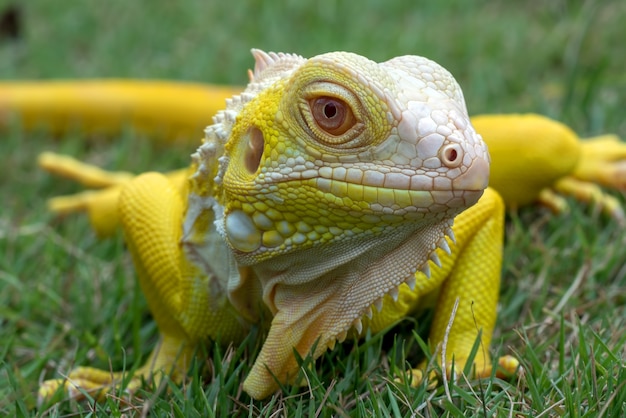 vicino ritratto di un giallo iguana