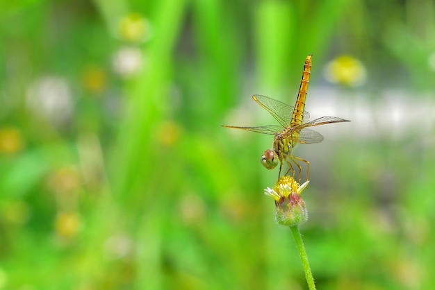 vicino una libellula sul bellissimo fiore