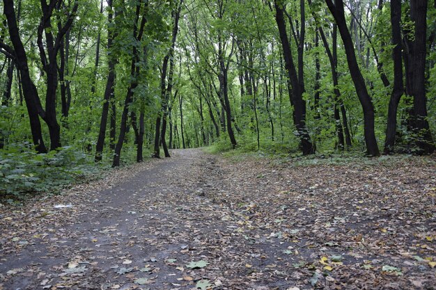 Vicolo attraverso la foresta verde nel boschetto di Vinnovskaya Ulyanovsk Russia