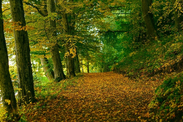 Vicolo autunnale in un parco rami di alberi multicolori nella foresta soleggiata Parco cittadino autunnale scena naturale albero autunnale foglie colorate bellissimo parco autunnale