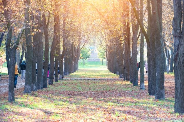 Vicolo centrale nel parco autunnale con alberi e foglie colorate cadute