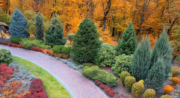 Vicolo colorato nell'arboreto autunnale Vista drone