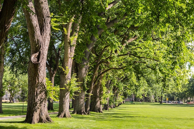 Vicolo con alberi secolari nel campus universitario.