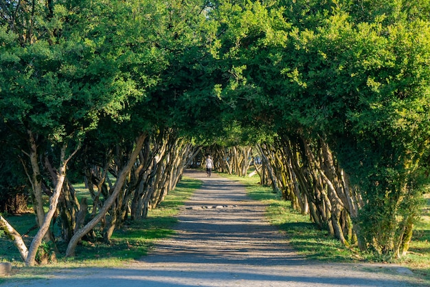 Vicolo con percorso di alberi al giardino Dadiani. Zugdidi, Georgia.