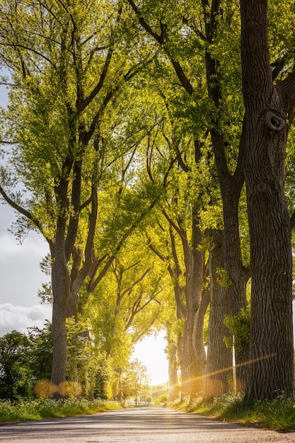 Vicolo con strada asfaltata con grandi alberi verdi e sole splendente al tramonto in una bella arancione