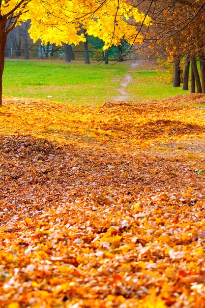 Vicolo d'autunno con foglie cadute