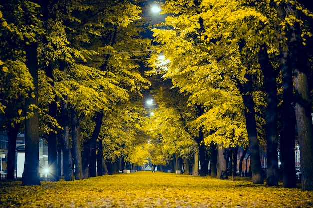 vicolo d'autunno dorato san pietroburgo