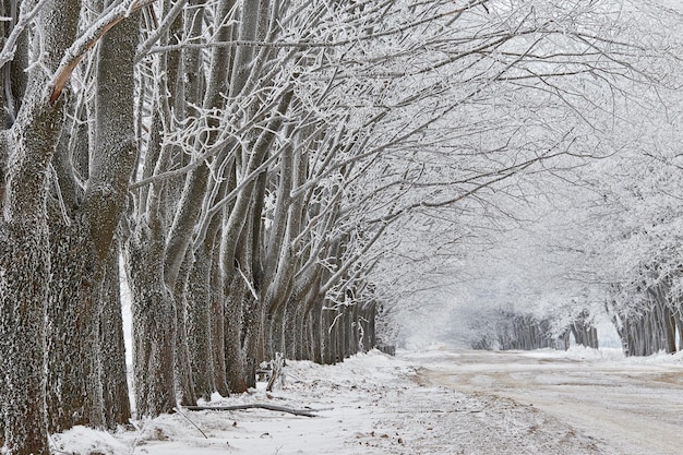 Vicolo degli alberi di acero nel gelo. Strada sterrata rurale invernale. Paesaggio di campo innevato. Tempo nuvoloso freddo e nebbioso. Bielorussia