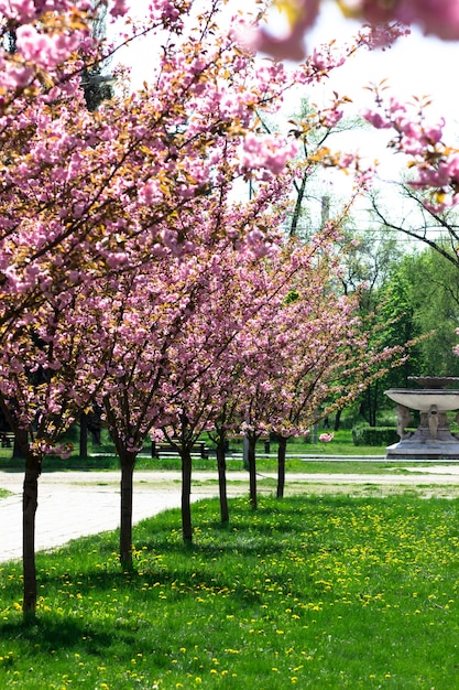 Vicolo dei fiori di ciliegio Bella primavera nel parco