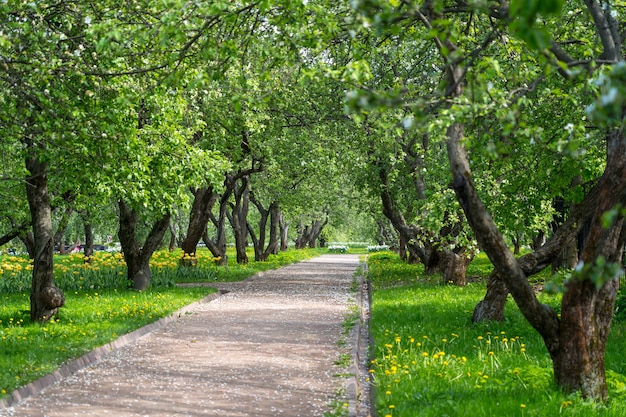 Vicolo del sentiero per pedoni nel giardino fiorito della mela di primavera