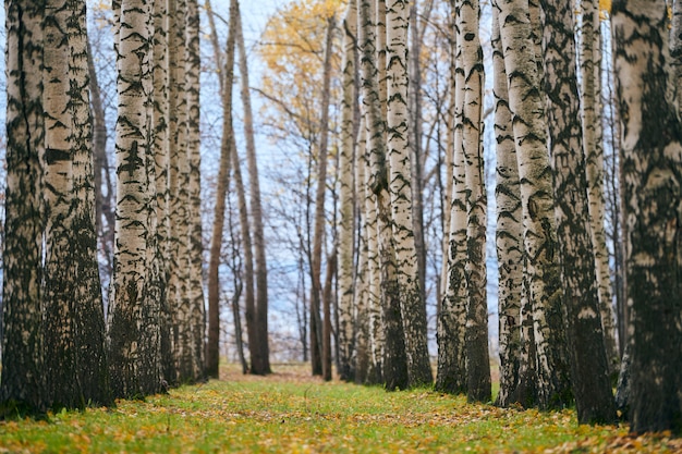 Vicolo della foresta di betulle d'autunno