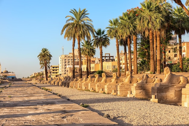 Vicolo della sfinge dall'ingresso principale del tempio di Luxor Egitto