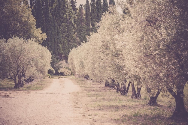 Vicolo delle olive in Provenza Francia