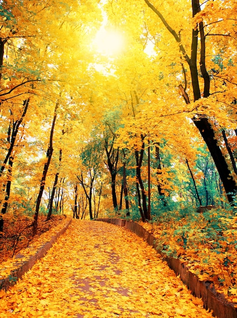 Vicolo deserto nel parco autunnale