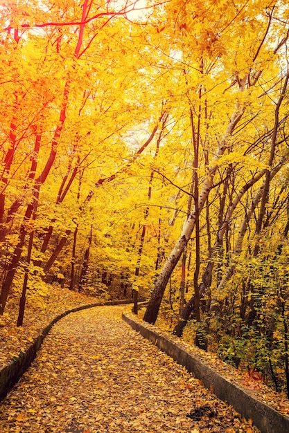 Vicolo deserto nel parco autunnale