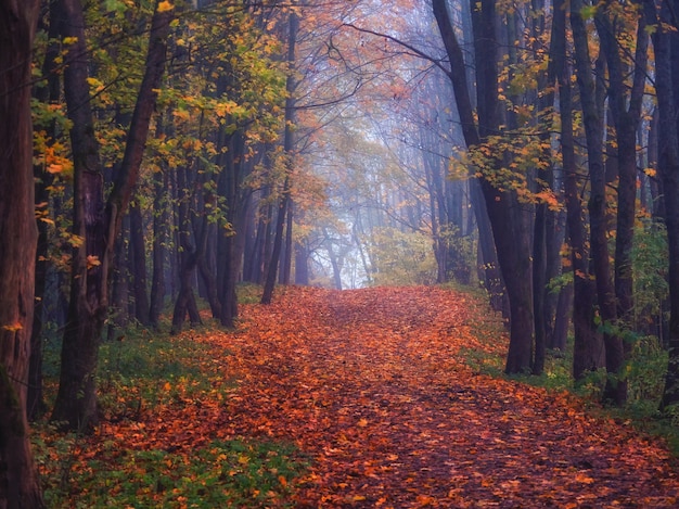 Vicolo di acero con foglie cadute attraverso una foresta mistica. Favoloso paesaggio nebbioso autunnale.