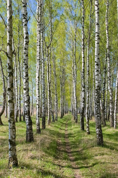 Vicolo di Birchtree nella foresta di primavera