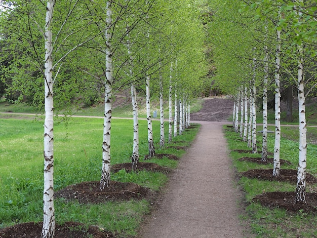 Vicolo di giovani betulle che si estendono in lontananza nel parco di Monrepo. Vyborg, regione di Leningrado