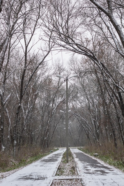 Vicolo di inverno tra gli alberi congelati