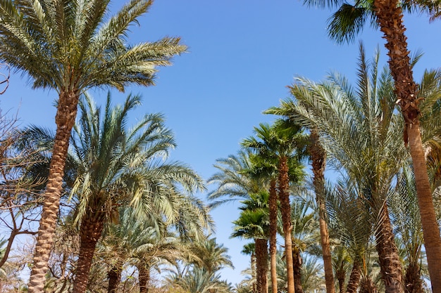 Vicolo di palme sullo sfondo del cielo sereno