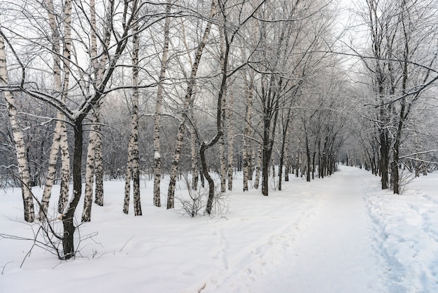 Vicolo di Snowy fra i rami di albero nella fine del parco su.
