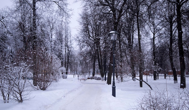 vicolo in un parco invernale innevato