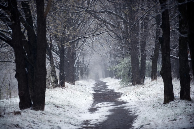 Vicolo innevato di quercia al mattino