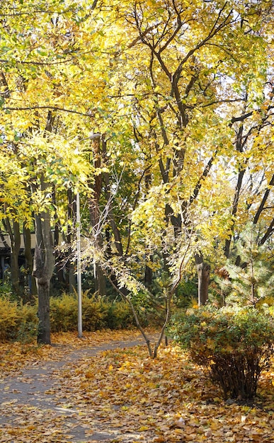 Vicolo nel parco autunnale al mattino foglie gialle