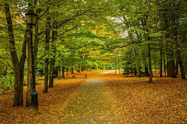 Vicolo nel parco autunnale con foglie gialle a terra