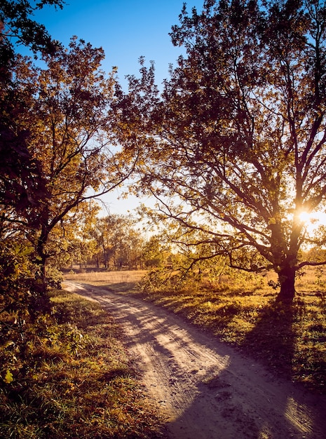 Vicolo nel parco in autunno con alberi colorati e luce solare.