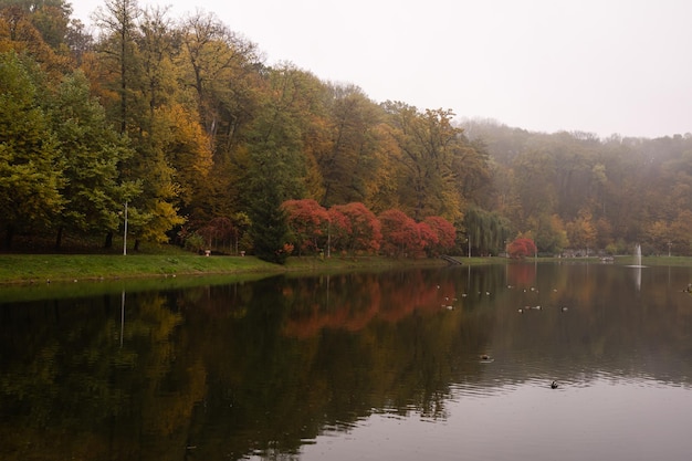 vicolo nel parco nebbioso. Autunno, tempo piovoso