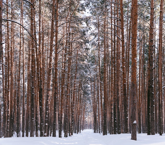 Vicolo nella foresta invernale. Alti pini innevati in tempo soleggiato