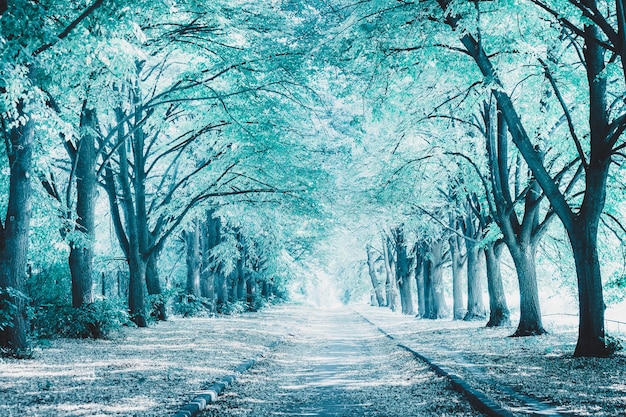 Vicolo perfetto nel parco tra alberi ad alto fusto. Immagine modificata in colore blu. Paesaggio invernale. Bellissimo sfondo della natura