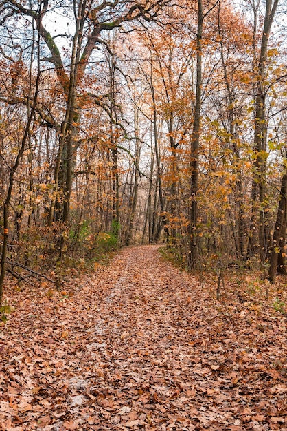 Vicolo soleggiato d'autunno tra le foglie attraverso gli alberi il sole irrompe