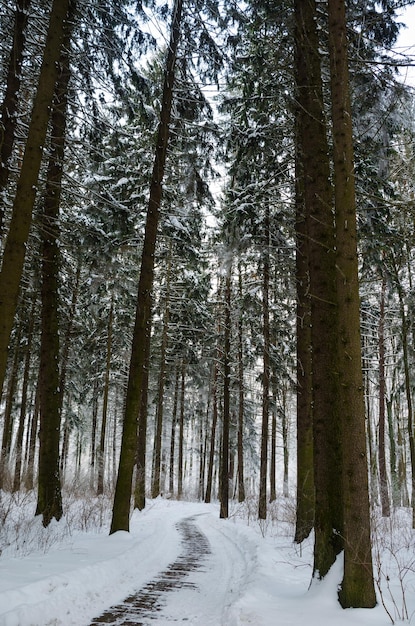 Vicolo tortuoso nella foresta invernale