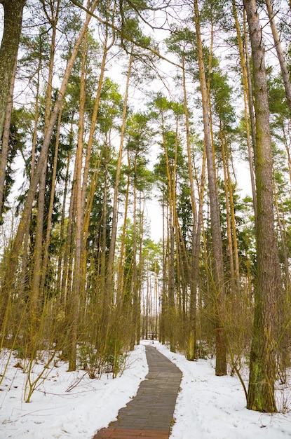 Vicolo tortuoso nella foresta invernale