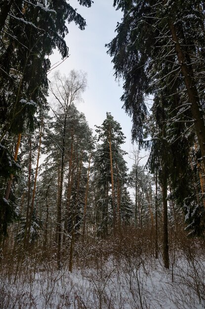 Vicolo tortuoso nella foresta invernale