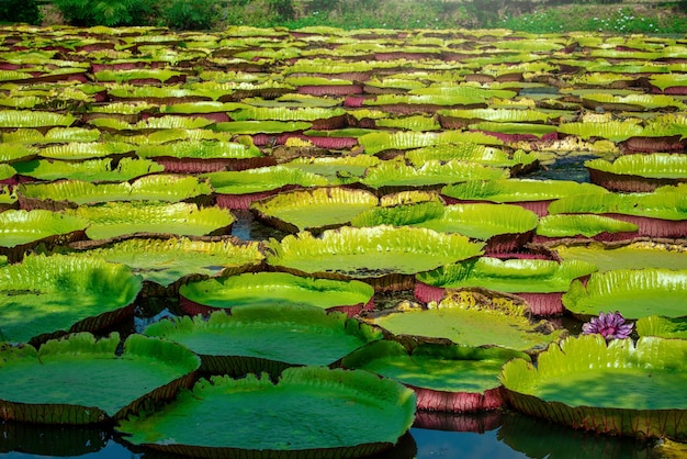 Victoria Amazonica ninfee giganti nel lago durante il giorno