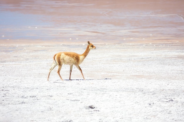 Vicuna Vicugna vicugna alla laguna di Chalviri Saline di Uyuni Bolivia